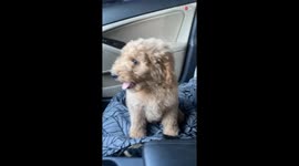 Daughter cries tears after parents gifts her a puppy for her 12th birthday *Puppy Surprise*