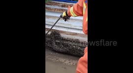 Brave firefighters catch python after it devours geese on Chinese farm