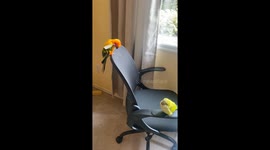 Mango the Parrot Scratches her Head with her Feather