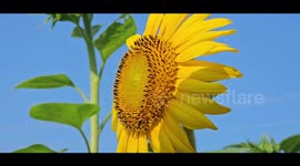 Video Of Sunflower Plants In The Summer, At Night, And During Storms