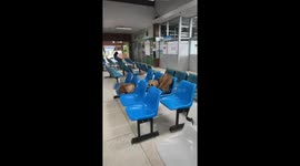 Stray dogs curl up to sleep on hospital waiting room seats