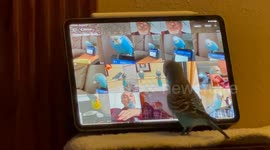Bird Admires Pictures Of Himself