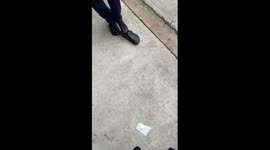 Shoeless Drunk Man Touches Bear Fence