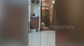 Bichon Frise dog refuses to enter house until owner wipes feet clean