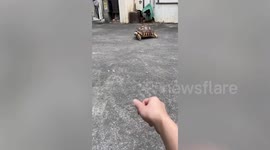 Sulcata tortoise approaches residents for back rubs