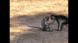 A Monkey Affair - even sex between lower primates requires a little romance.