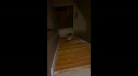 Dog Backs Up The Stairs