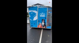 Owner takes the dog to a mobile dog washing unit for a fun grooming session