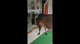 7 years and counting, this cow comes to this showroom to sit on counter