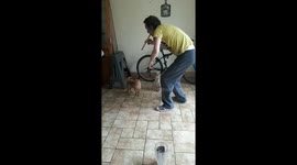 Puppy Pied Piper