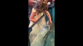 3-Year-Old Petting Cownose Rays