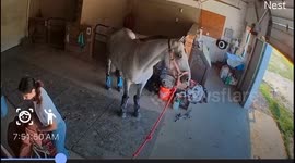 Harold The Horse Clotheslines Himself