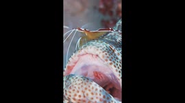 Shrimp Cleans Grouper's Jaws