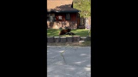 Mama Bear Relaxing While Cub Plays With the Hose