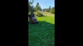 Golden Retrievers Catch a Ride on Lawn Mower