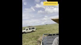 Cheetah jumps on roof of jeep