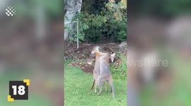 Top 20 Wild Animal Fights