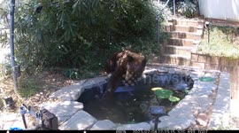Black Bear Figures Out How to Stop a Water Fountain