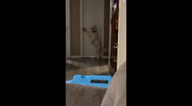 Dog Tries To Open Dad's Door
