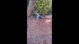 A Slow and Adorable Encounter