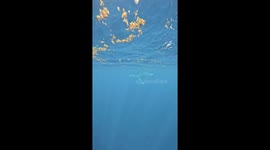 A Swim With A Calf Whale