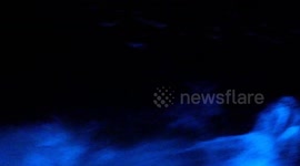 Dolphins swimming in glowing bioluminescence create ethereal scene for California boaters