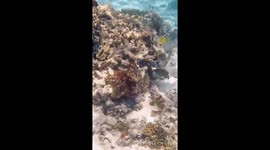 Octopus Punches a Fish