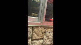 Rats at Whataburger Drive-Thru