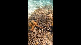 Octopus Gets Pushy