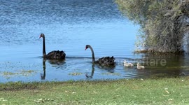 Protective Black Swans repel two Pelicans that were eyeing off their cygnets for lunch.