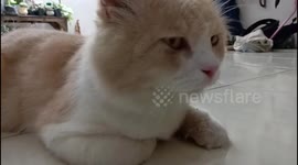 The cat is cute and obeys when its owner tells it to sleep