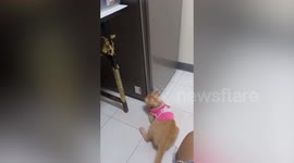 Crafty cats work together to try to steal snacks from fridge
