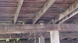 Large python caught sleeping under Buddhist monk's house