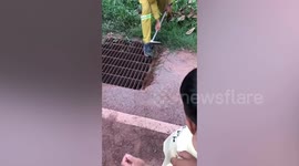 Rescuers scoop out ducklings that fell into storm drain following heavy rain in Thailand