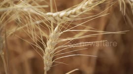 Spain to import more wheat, corn, barley to make up for crop reduction due to drought