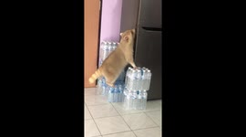 Hungry pet raccoon trying to raid the fridge is so sweet