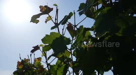 French winegrowers hope for bumper harvest