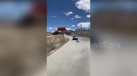 Gazelles make leapfrog pose to help calf jump up steep wall in China