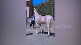 Breathtakingly beautiful Ferghana horse shown off in China
