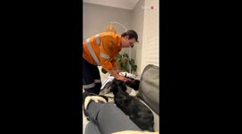 FOMO urges silly dog to get treated with anti-allergy spray just like her fellow pup