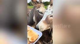 Adorable morning routine at animal sanctuary sees donkeys feast on TOAST
