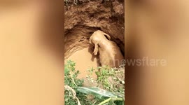 Excavator used to dig trapped elephant out of muddy well in eastern India