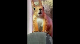 Singing Red Squirrel