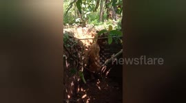 A deer wandering in search of water fell into a well in Gaya,Bihar removed after a lot of effort by forest department in Northern India