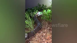 Huge king cobra snake caught mid-meal as it swallows a monitor lizard