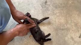 Passerby revives injured stray cat hit by car with CPR
