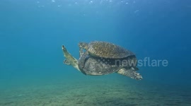 Carpooling in the Galapagos