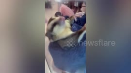 Pet sugar glider looks like sleeping vampire inside clear acrylic box
