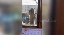 Friendly puppy scratches outside glass door