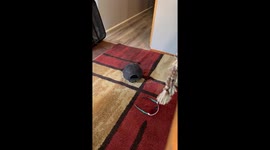 Is This A Turtle Or A Cat